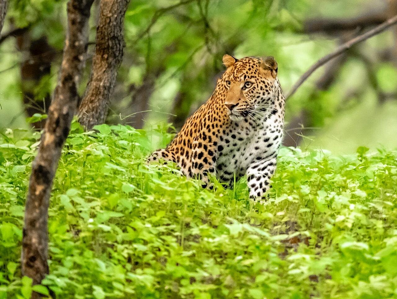 Kanha National Park